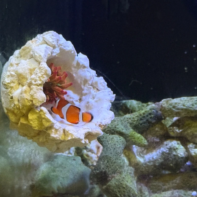 Nouveau bricolage à la main fl - Coral Frag Plug avis et prix