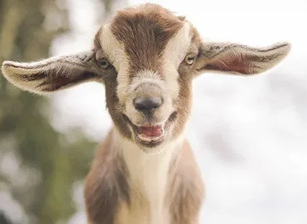 

BETAFPV 6S FPV Motor - 2006 2400KV Brushless, High Torque for 3.5" Whoop/Mini Drone DIY Accessories