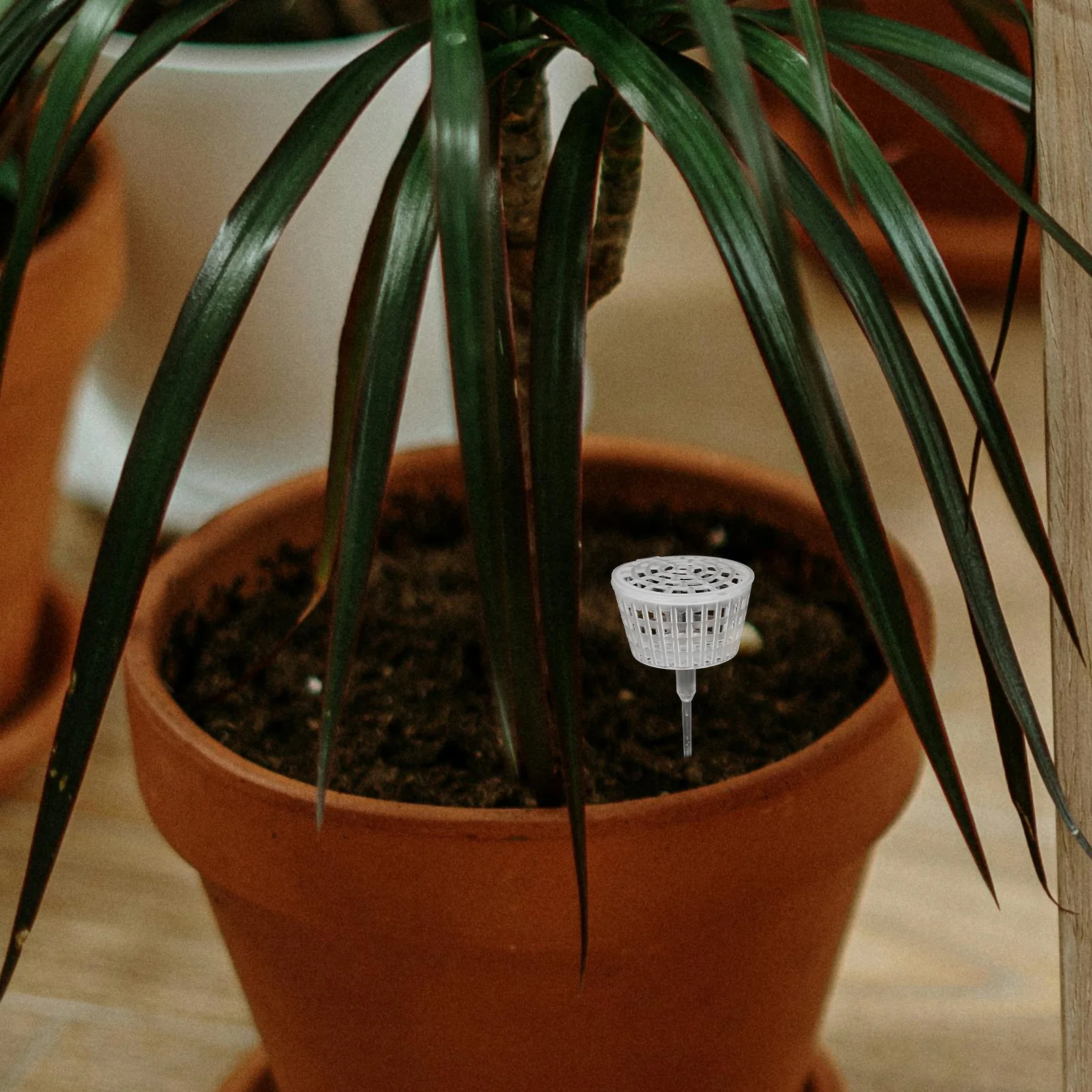 

10 Pcs Box Automatic Plant Basket Bonsai Baskets Boxes Manure Spike Garden Supply Cover Holder