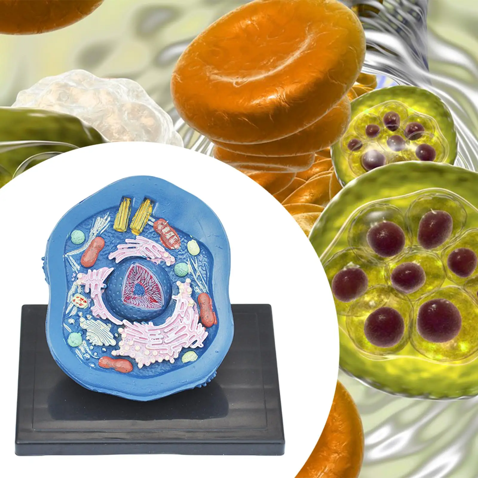 

Animal Cell Model Experimental Model Biological Cell Equipment Educational Science Kits for Study Classroom Learning Display