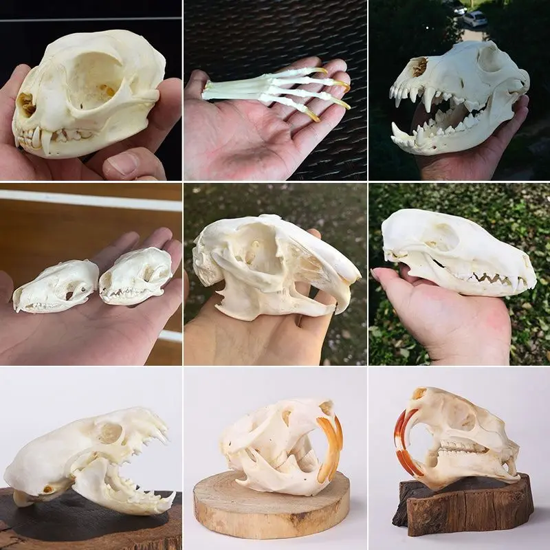 2115 Assorted Animal Skull Resin Sculptures Poseable DIY Craft Materials Gothic Spooky Ornaments Halloween Party Decor Home Art