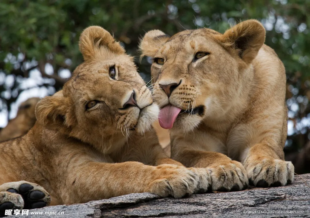 

RCtown Brushless Upgrade Kit Motor Esc Receiver Remote Controller Servo Set For Wltoys 12428 Rc Car Spare Parts