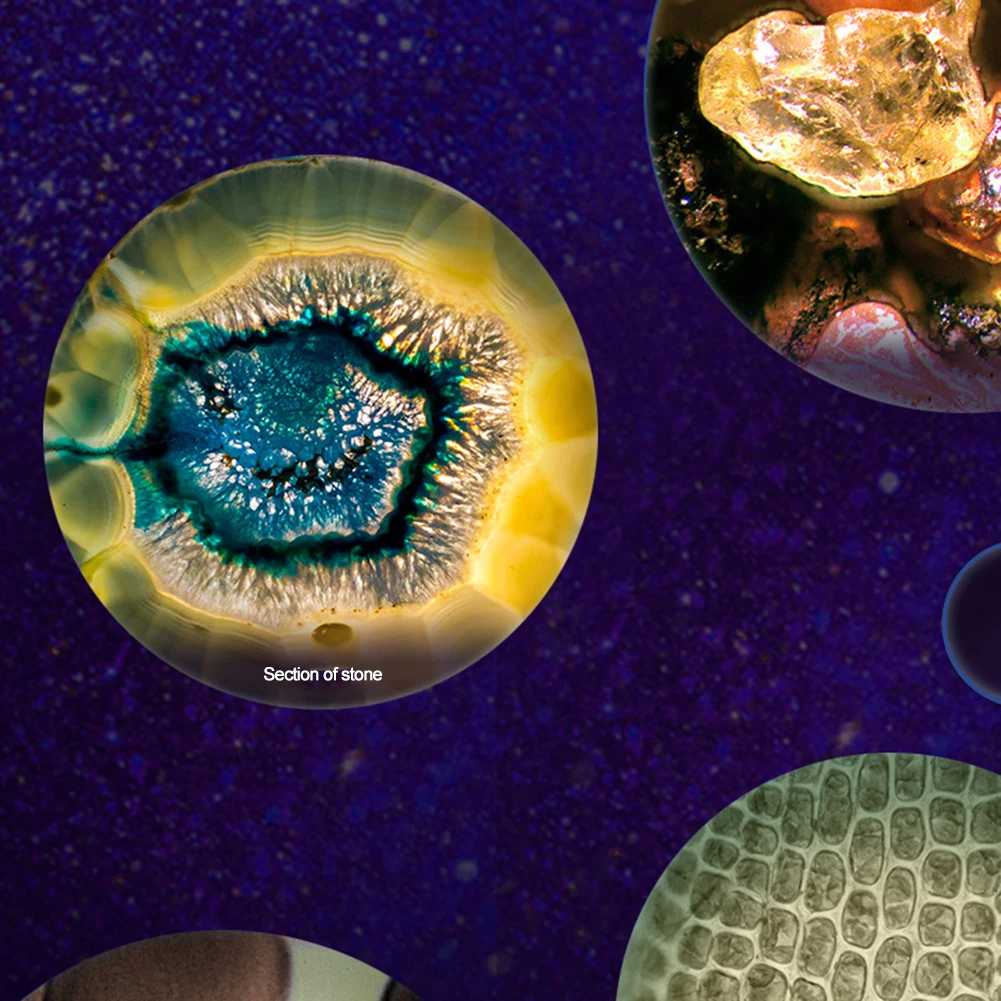 

Мини-микроскоп для естественного наблюдения для детей 8 лет и старше Яркий герметичный дизайн со светодиодной подсветкой и держателем для мобильного телефона