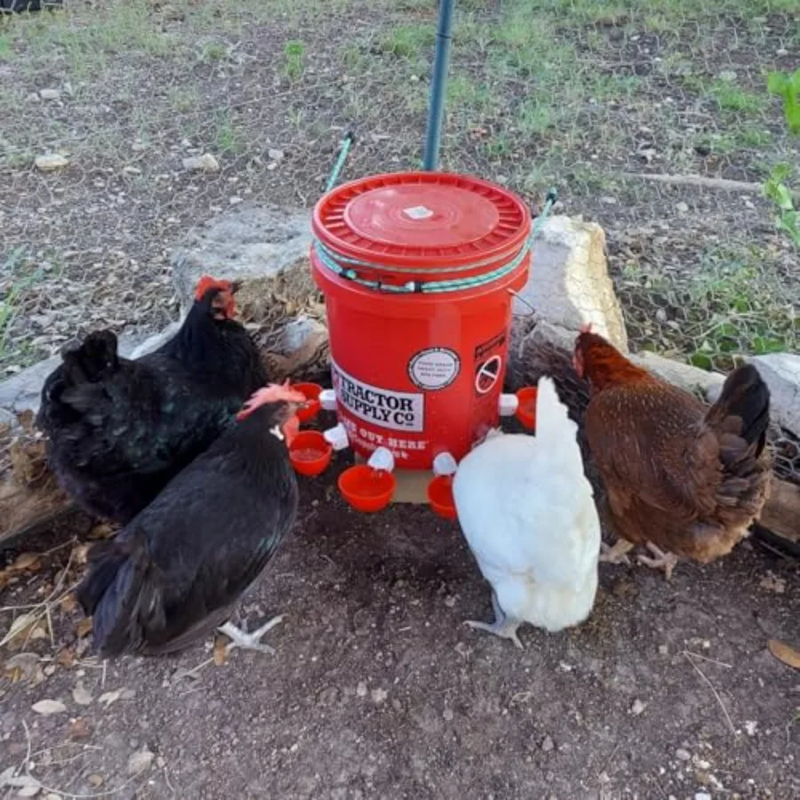 【Spot goods】Chicken Waterer Cups 24 Pack Poultry Water Feeder with Drill Large Poultry Waterer Automatic Waterer for Chicken Co view 4