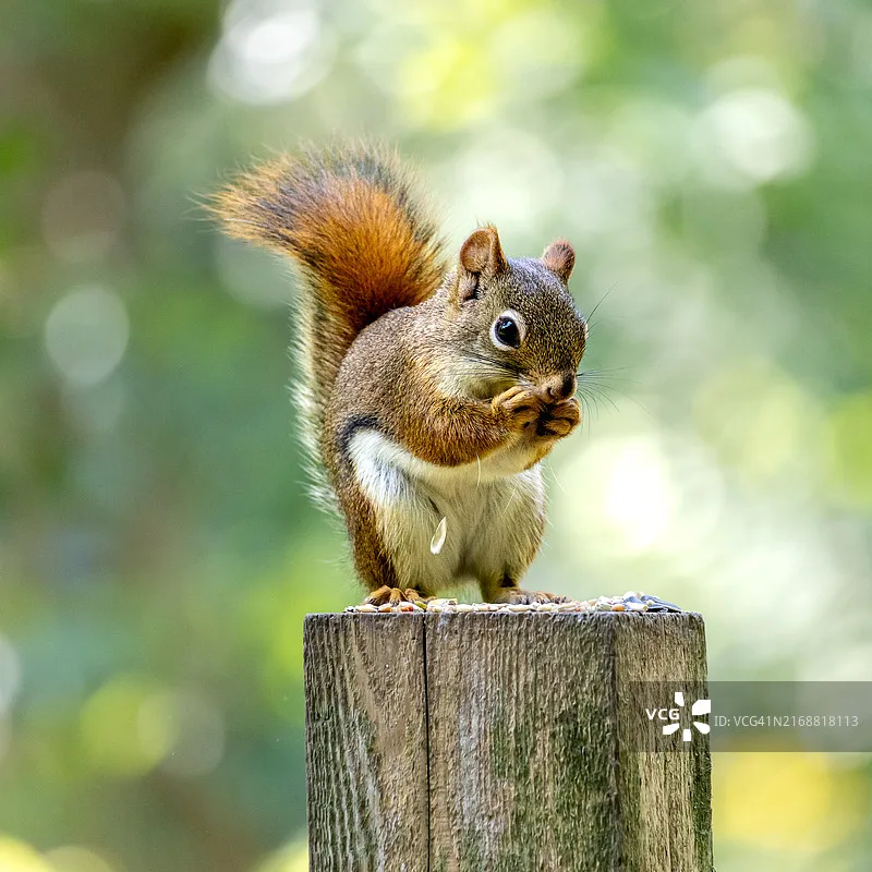 Emax Blheli-S Dshot…