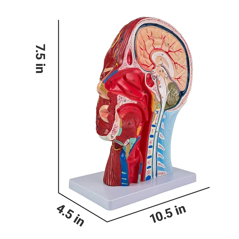 Life-Size Human Anatomy Model Of The Head And Neck, Detailed Neurovascular And Muscular Structures, 81 Labeled Parts