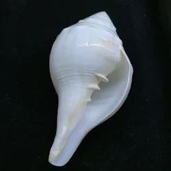 18CM Original Shankh Natural Indian Chank Shell Conch Home Wedding Furnishing Pieces Gift Fish Tank Decoration Specimens