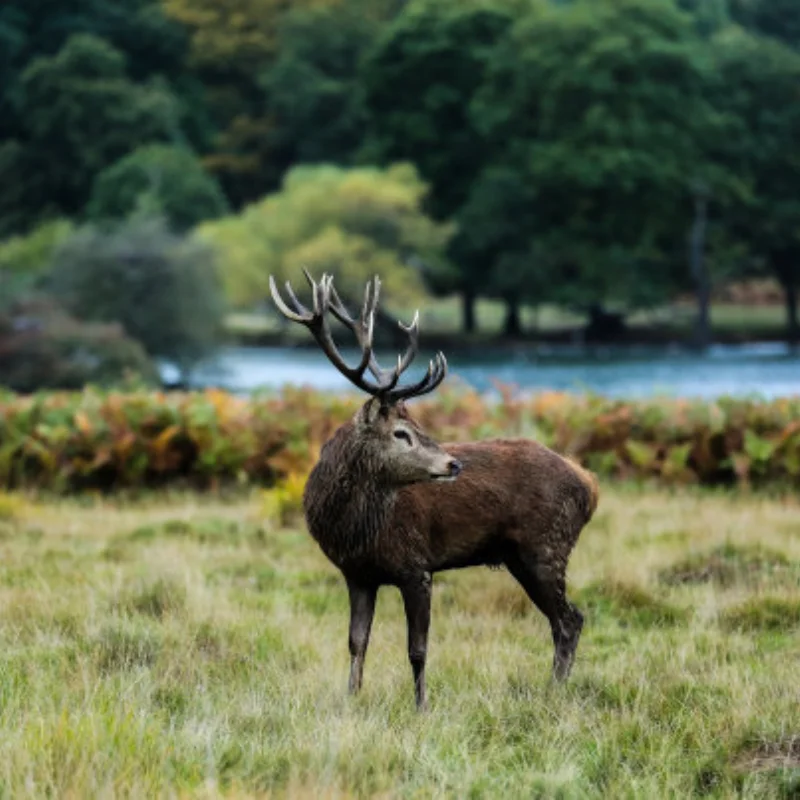 Liga de alumínio 1.3 Polegada beadlock roda aro pneu para 1/18 trx4m Trx4-m fms24 axial scx24 rc rastreador carro pneu