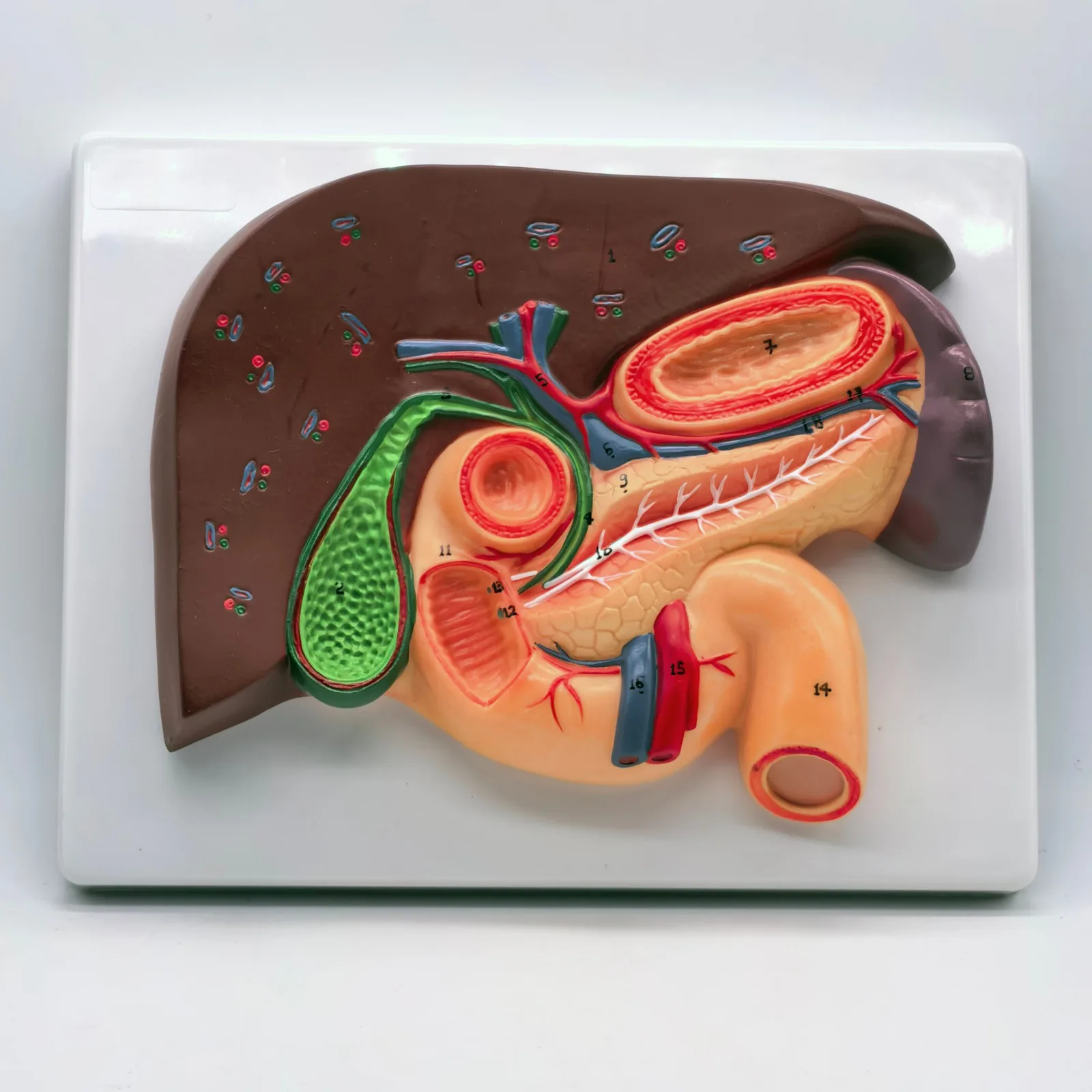 PVC Cameo Type Human Liver and Duodenum Anatomy Model Medical Teaching Visceral Specimen