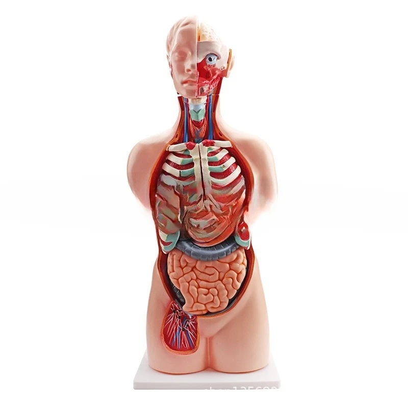 

85CM asexual back opening anatomy teaching model