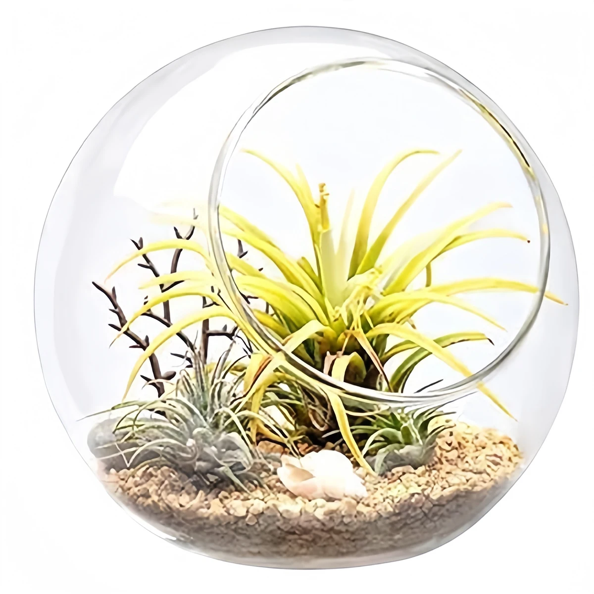 

5 Pieces x Home DIY 80mmGlass Display Glass Tabletop Succulent Air Plant Planter Globe Microlandschaft Ball