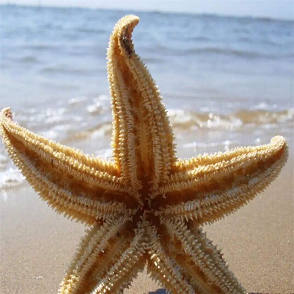 2Pcs 10-16cm Natural Dried Starfish Ornaments Sea Star Beach Craft For DIY Decor Wedding Party Home Photo Props Decoration
