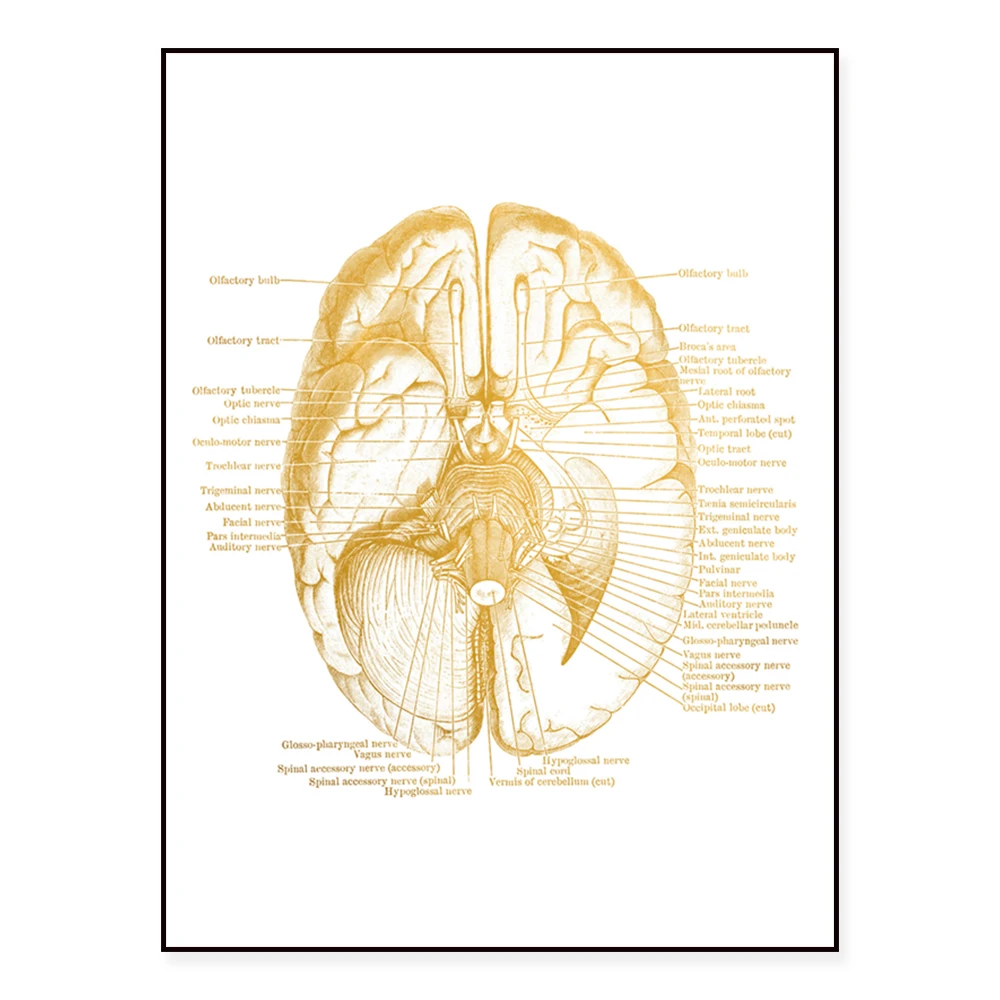 

Схема анатомии мозга, арт невронауки развития мозга. Плакат для украшения офиса врача студента-медика