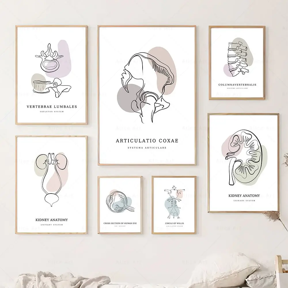 1PC  Boho Medical Poster Wall Art Canvas Painting Articular Skeleton Eye Kidney Human Anatomy Print Picture Clinic Decor Doct