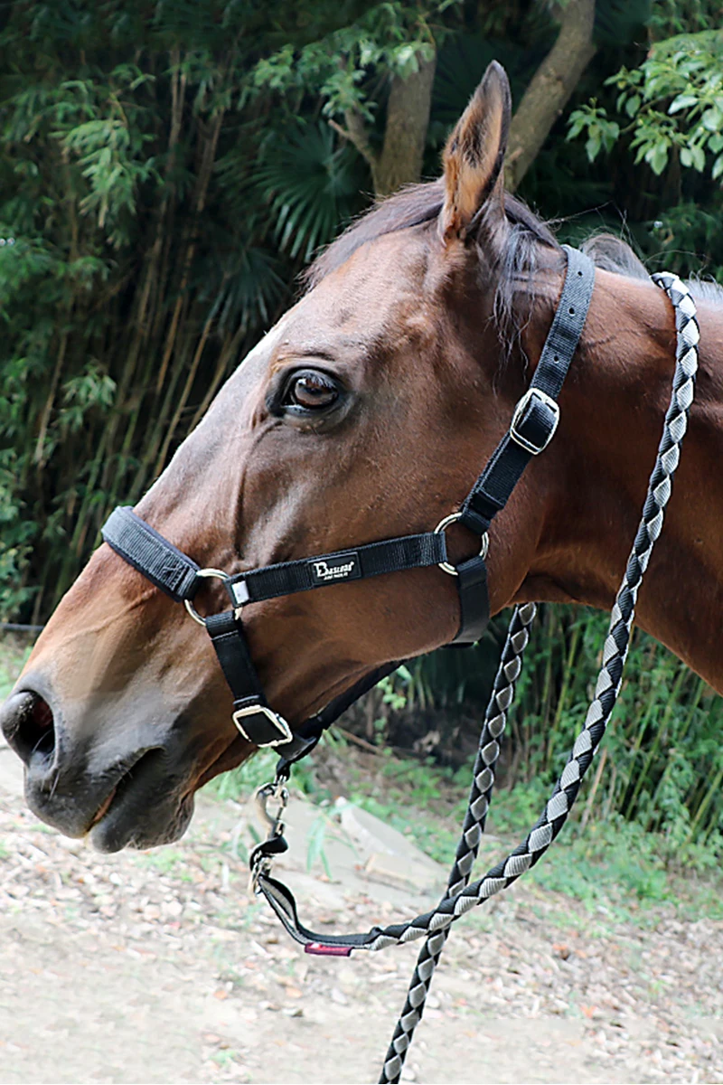 Horse Head Dragon Set Bridle, Têxtil resistente ao desgaste, Conjunto completo de chicote de corda, Suprimentos Equestres Confortáveis