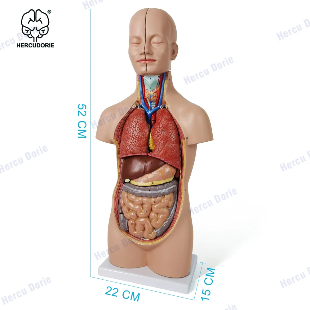 

20" 12 Part Human Torso Model Sexless