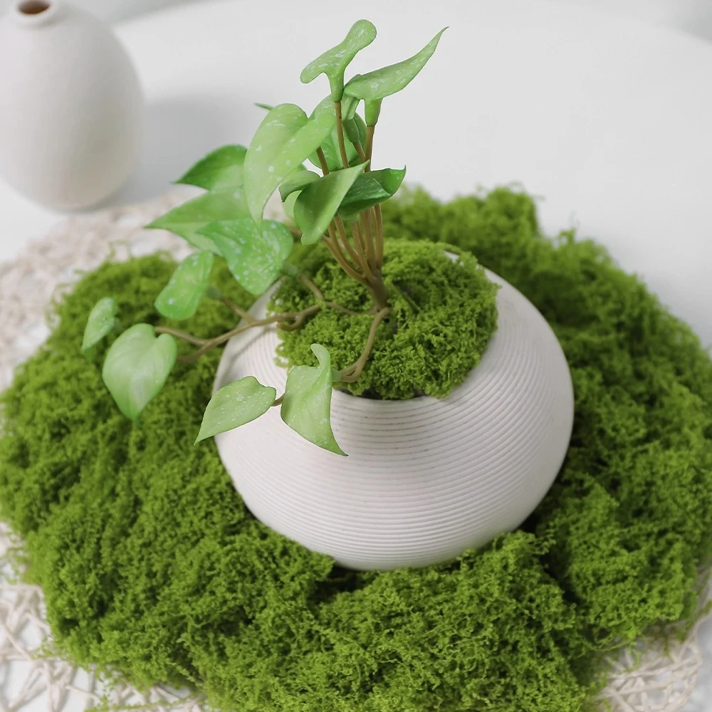 30/50/100g Künstliche Grünpfla – Preserved Moss Sheet Bewertung und Preis
