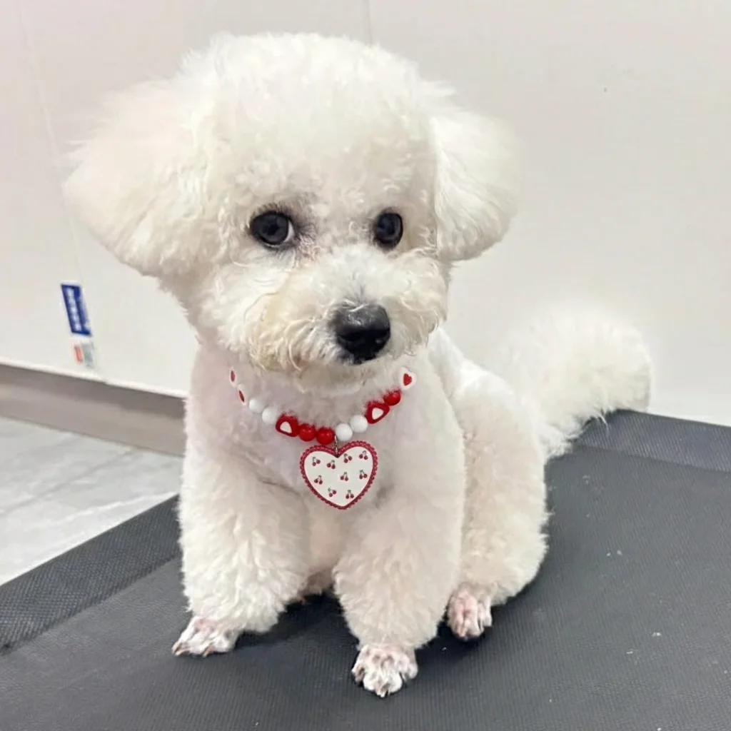 

Pet Love Cherry Necklace Dog Bear Necklace Collar Cat Dog Bell Necklace Decoration Handmade Cherry Pet Supplies Dog Accessories