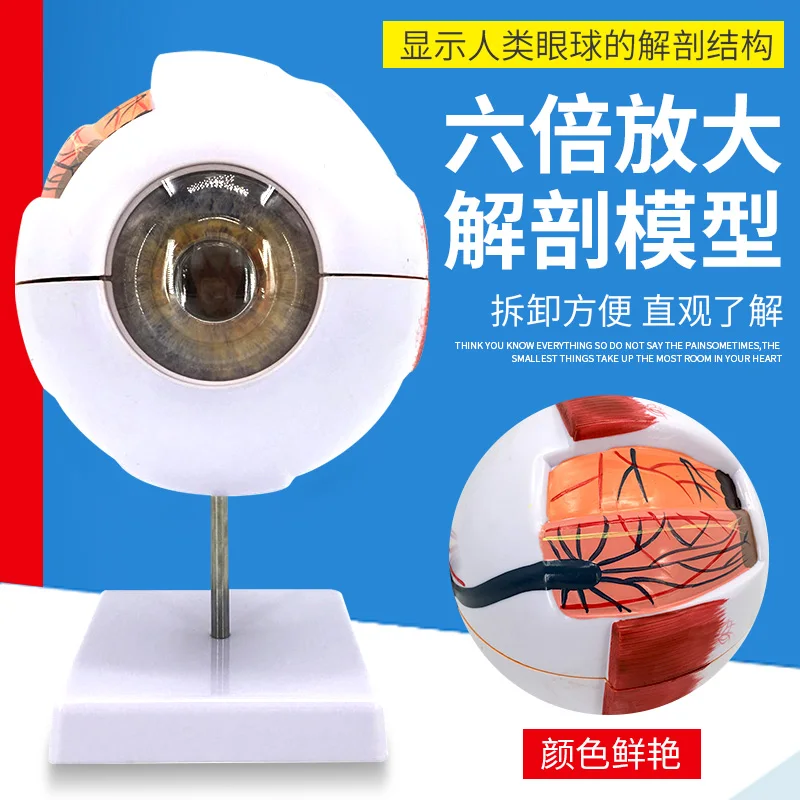 

Human eyeball model Enlarged eye structure Anatomical model Teaching instrument Eyeball toy medicine