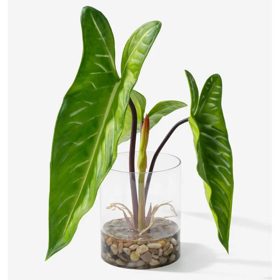 

Реалистичная искусственная растение в прозрачном горшке с искусственной водой и узкими листьями наконечника стрелы. Искусственные растения для дома и улицы