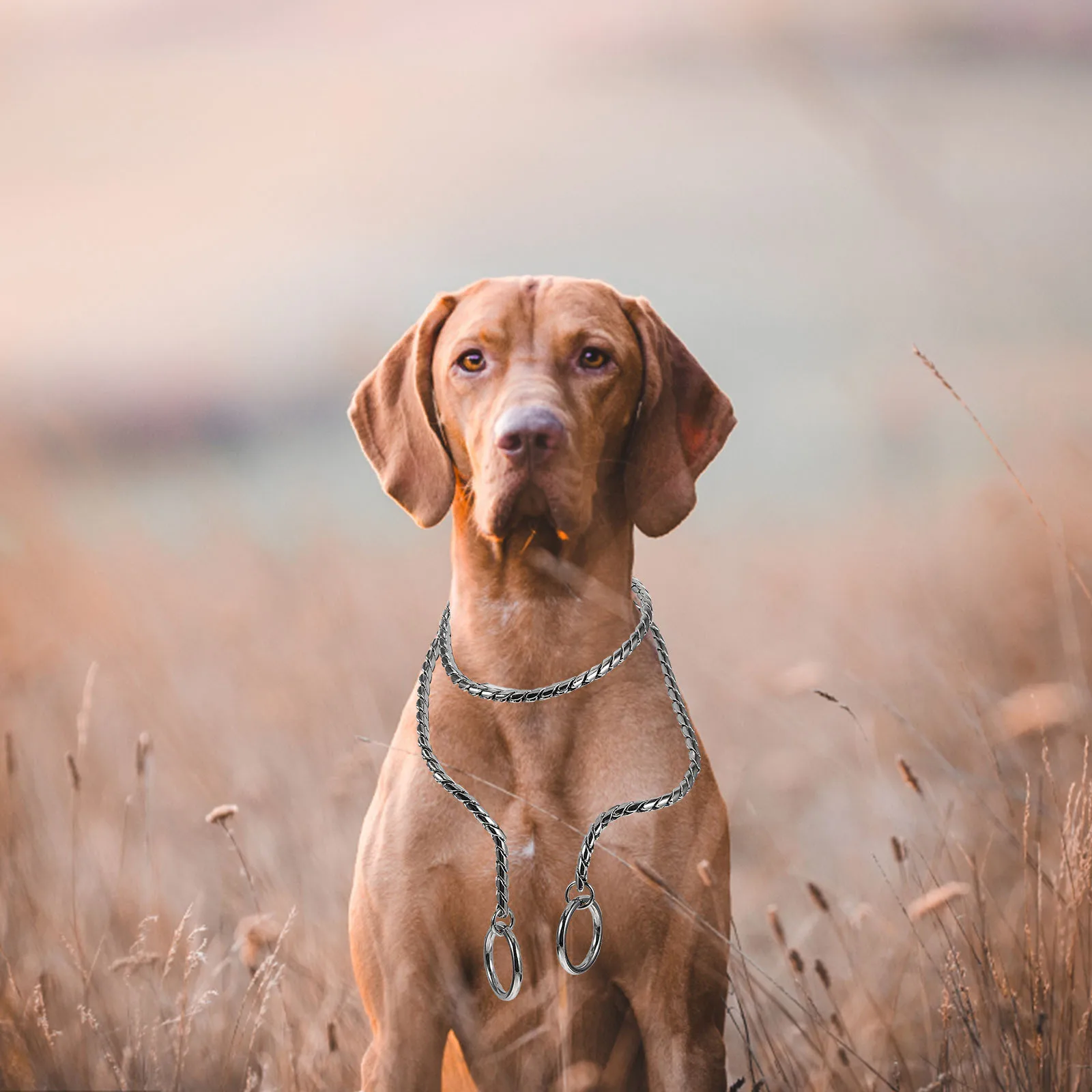 

Stainless Steel Puppy Chain No Restraint Dog Collar Safe Durable Metal Leash for Parties Competitions Daily Use