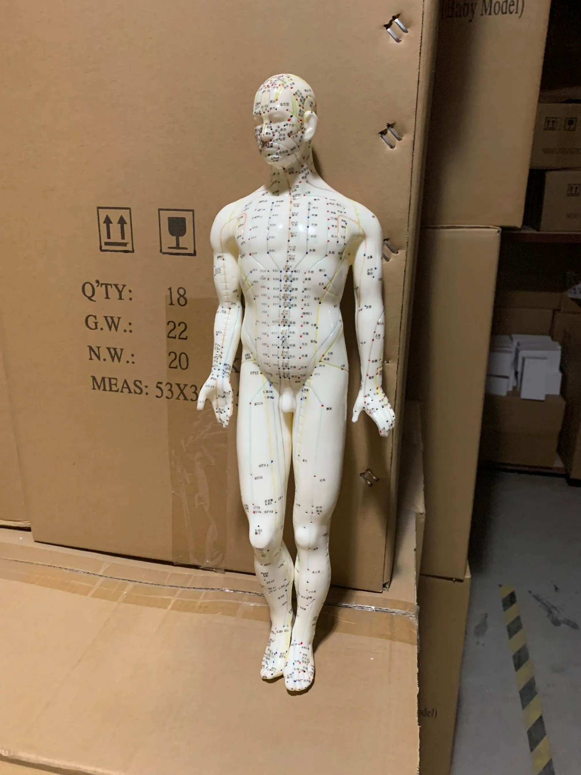 Acupuncture Point Muscle Anatomy Human Body ACUPUNCTURE MODEL 46CM MALE