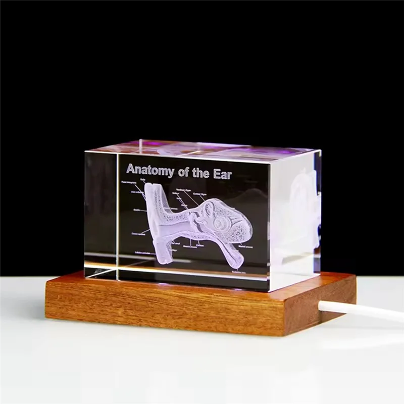 

WORTHOWN-3D Ear Organ Model Crystal Cube Otology Science Gifts Crystal Glass Figurine Paperweight Human Organ Statue
