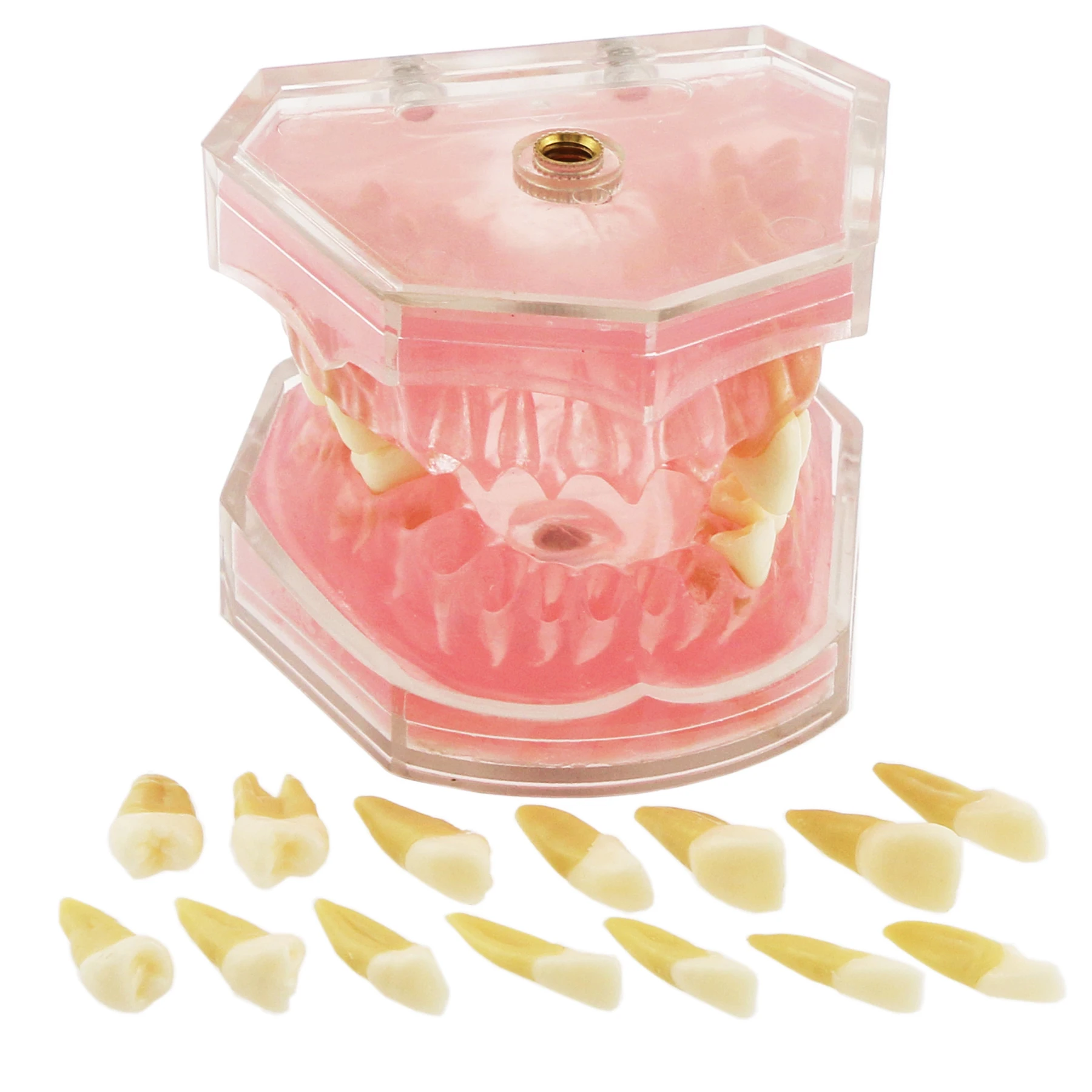 

Dental Standard Typodont Model Soft Gum With 28 Removable Teeth Adult for Training Dentistry Practice Studying M7008