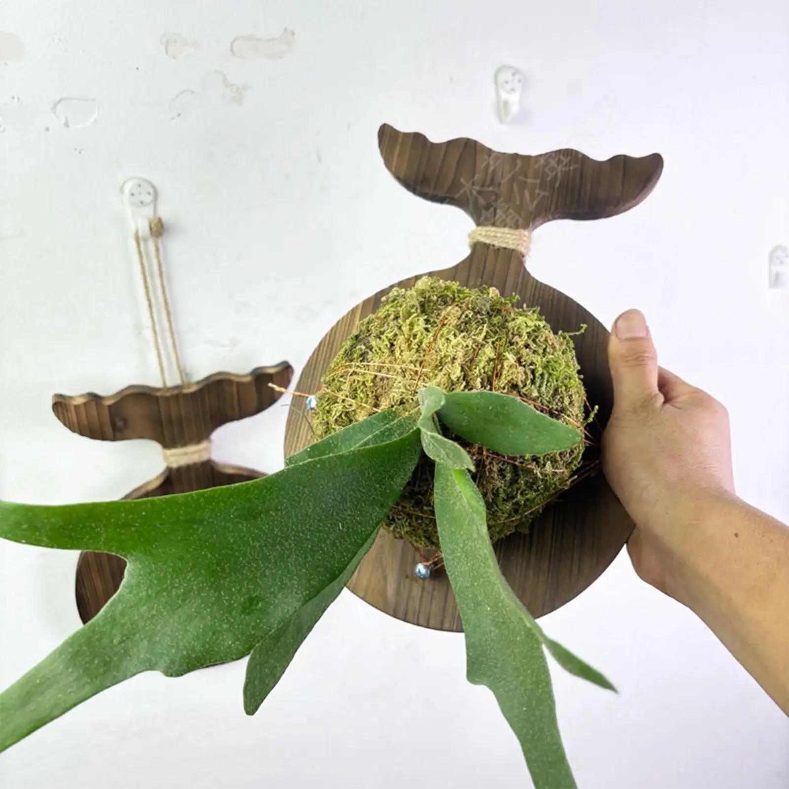 Staghorn настенное крепление вертикальное растение деревянная настенная доска для цветов экономия места садовый домашний декор для общежития спальни офиса крыльцо