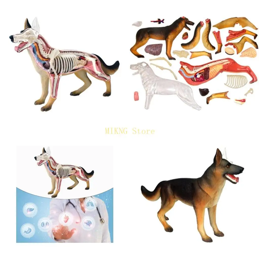 

Dog Anatomy Model Medical Teaching Toy for Kids, Educational Model with Detachable Dog Organs and Body Parts best sale