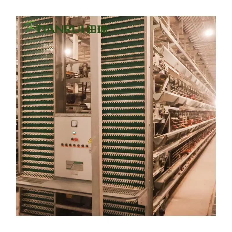 New Automated H Frame Type Laying Hen Cage for Tianrui Layer Chicken Farming 3 Tiers or 4 Tiers Galvanized Steel 15-20 Year