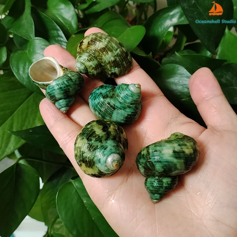 5 PCS Green Stenuous Turbo Shells Natural Hermit Crab Shells Ocean Conch Collectors Wedding Decor Beach Theme Party, DIY Crafts