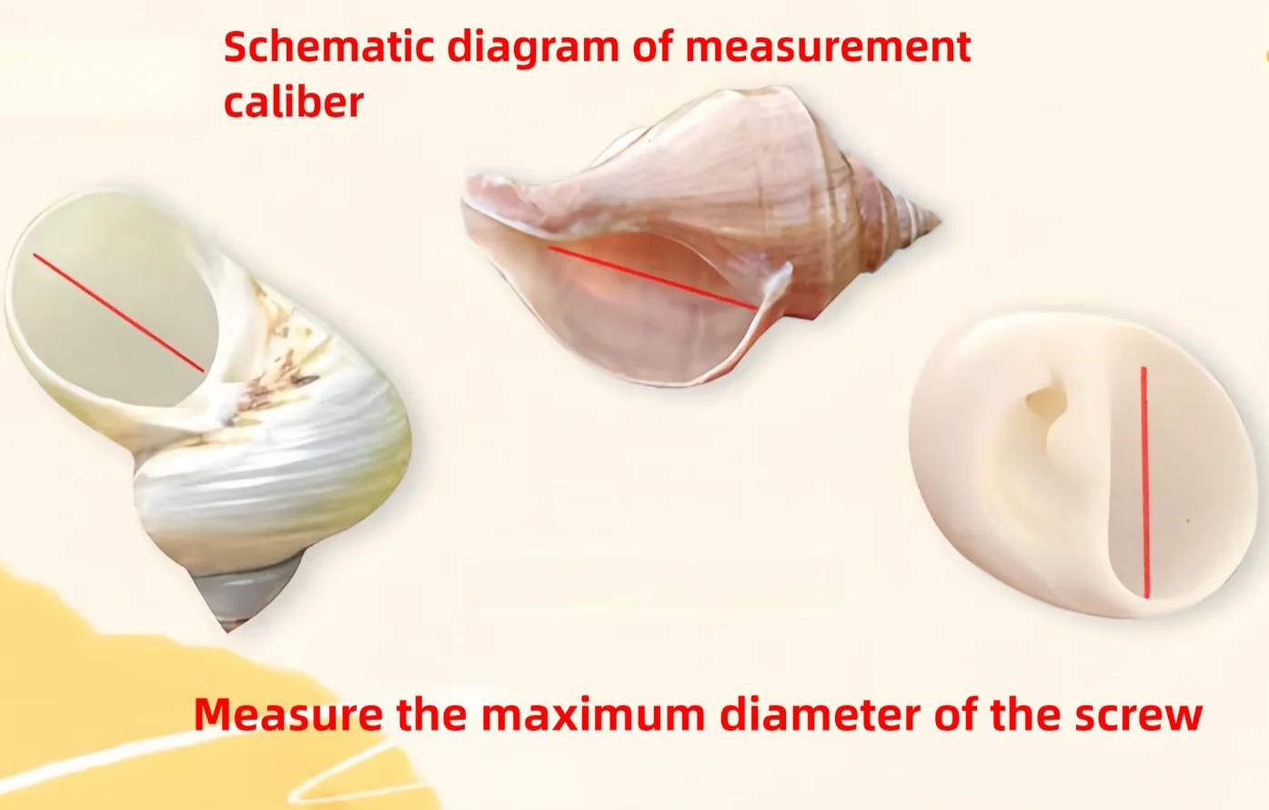نوبل ألف يد الحلزون الطبيعي قوقعة عينة نادرة الحلزون نافذة المنزل زخرفة خزان الأسماك المناظر الطبيعية الديكور #5