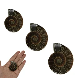 Natural Ammonite Extinct Shell Specimen Natural Stones And Minerals For Basic Biological Science Education