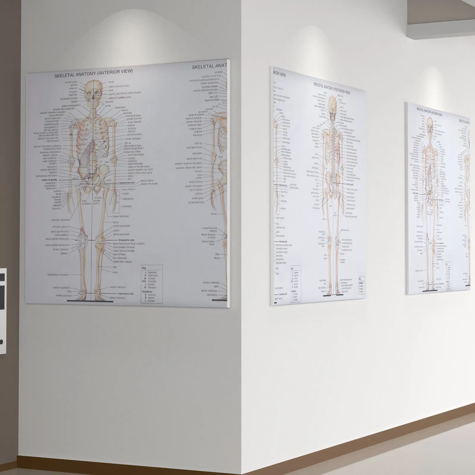 

Human Anatomy Poster Durable Musculoskeletal System Teaching Chart For Classroom Laboratory Medical Education Bone Muscle Figure