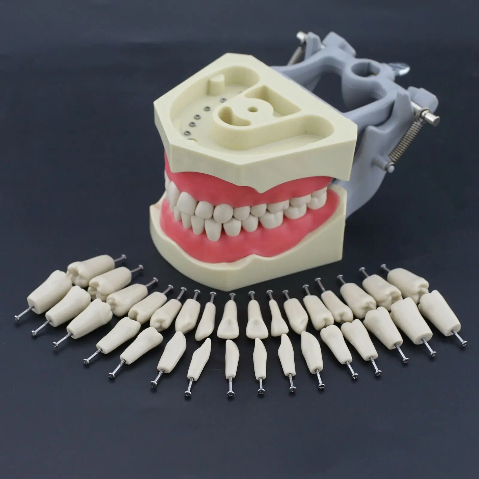 Columbia 860 Type Dental Typodont Restorative Model Exam 32Pcs Removable Teeth