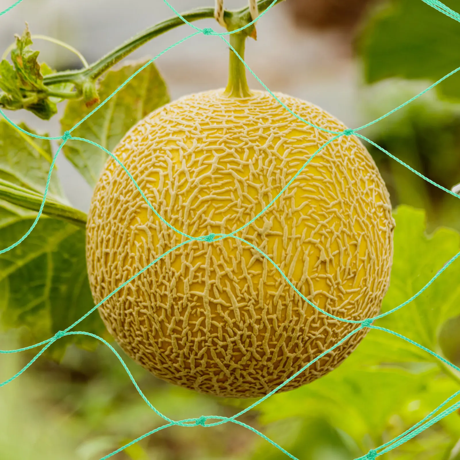 3Pcs Heavy Duty Nylon Climbing Vine Plant Net for Vegetables Fruits Flowers Cucumber Gourd Petunia Green Garden