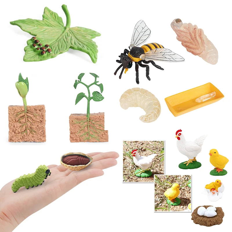 Modèle de Cycle de vie de Simulation, ornement créatif, figurine de croissance, insectes multiples, plantes d'animaux disponibles, décoration de la maison, 4-5 pièces, QC-ZYF