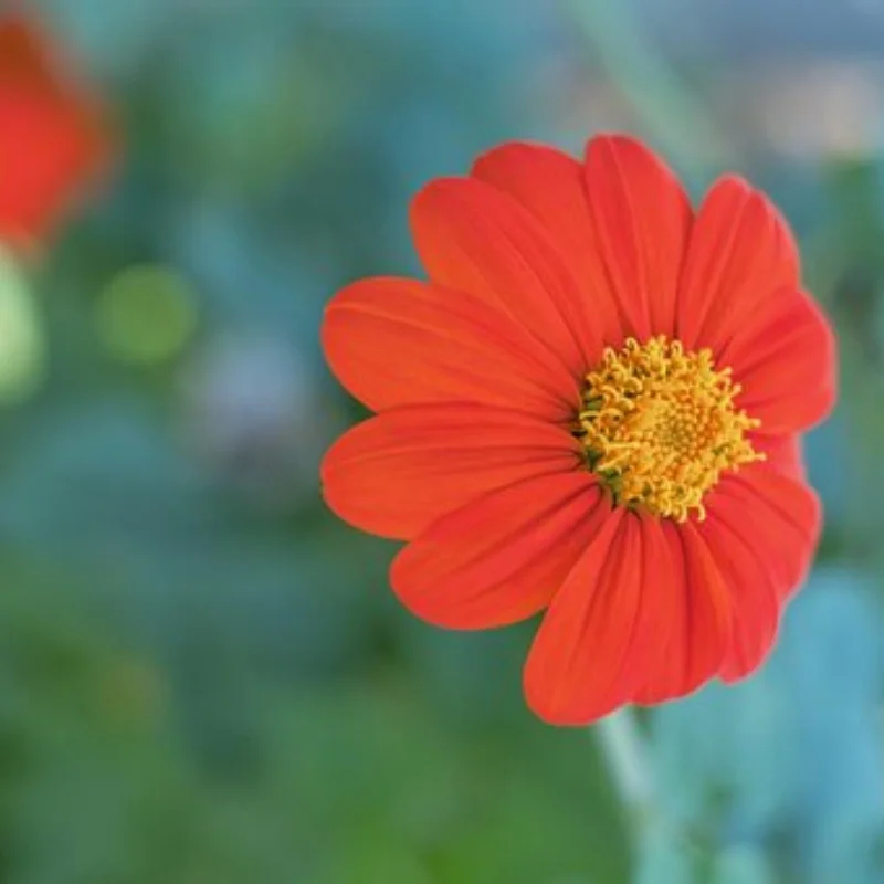 

ДЛЯ 1/10 4-TEC DRIFT MUSTANG Защитная крышка шестерни