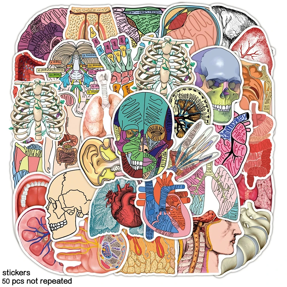 

10/30/50pcs Human Medicine Anatomy Cartoon Stickers Body Organ Graffiti Sticker DIY Stationery Phone Notebook Diary Cool Sticker