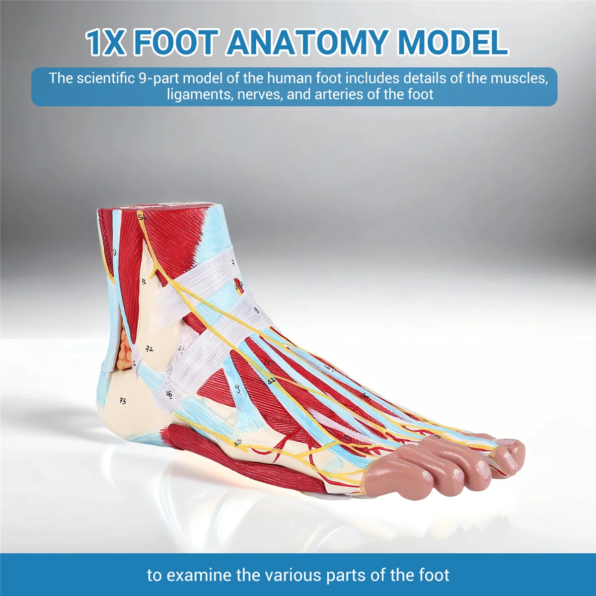 Foot Anatomy Model 9 Parts, Foot Joints, Including Bone, Muscles, Ligaments, Nerves and Blood Vessels of the Human Foot