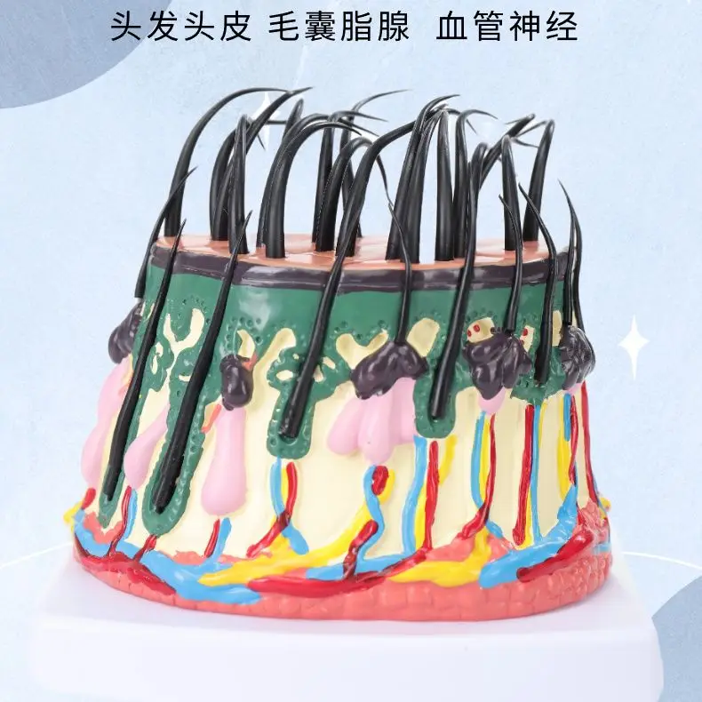 Hair Growth Cycle Model Scalp Structure Subcutaneous Tissue Loss Process Follicle  Root Blood Vessel Nerve