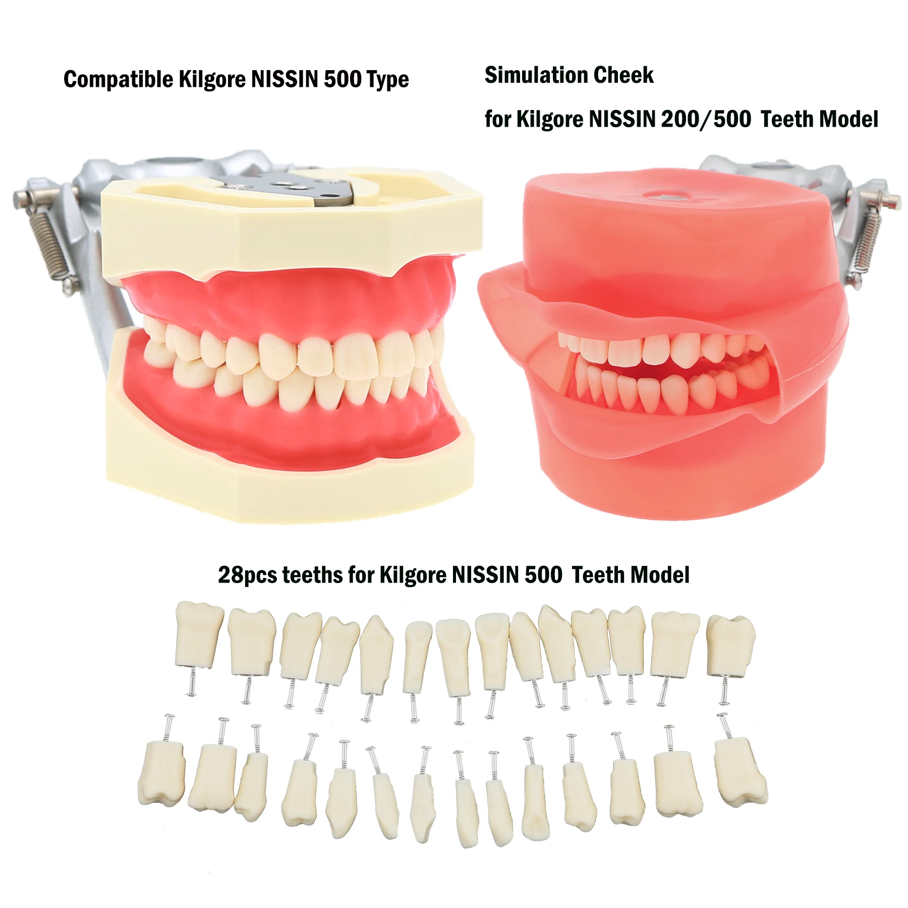 Dental Teeth Model With Removable 28pcs Tooth  Fit Kilgore NISSIN 500 And Rubber Simulation Cheek For Dentist Teaching