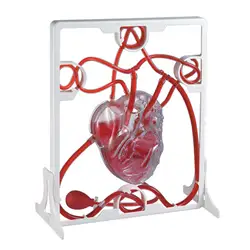 Heart Circulation Model Teaching Tool Teaching Aids for Classroom Students