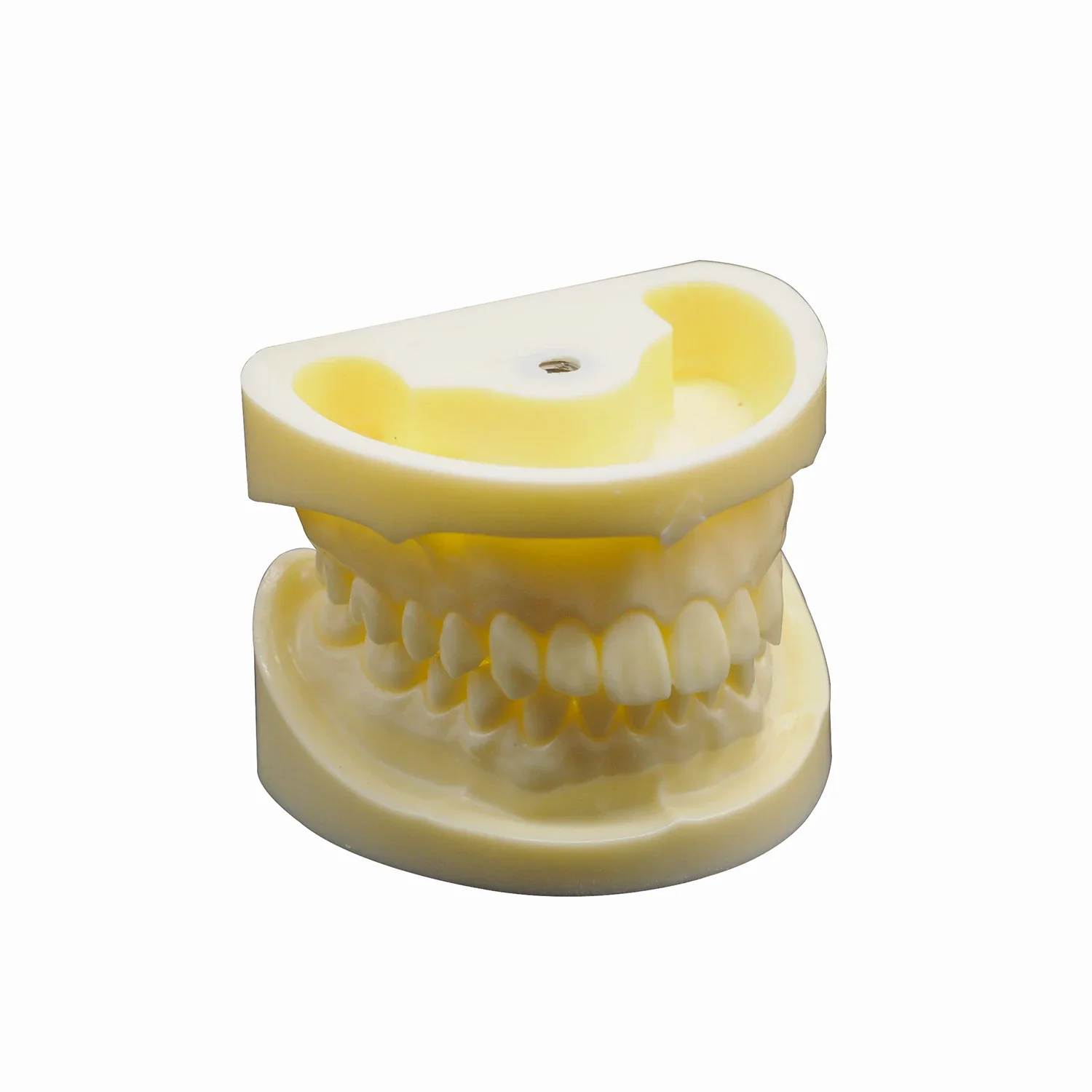 1set Dental Teaching Model White Corundum Tooth Anatomy for Dentist Lab / School Training Crown Prep Practice Teeth Models