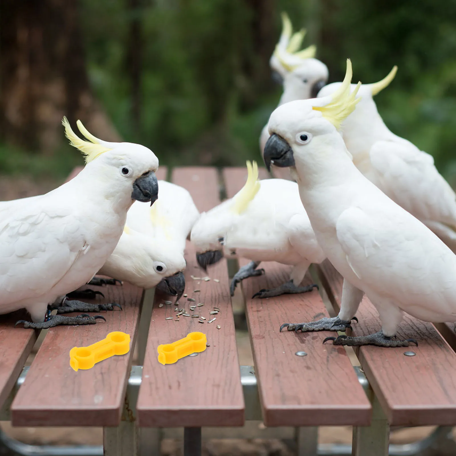 

10pcs Birds Foot Rings Leg Posture Corrector for Splay Leg Poultry Bands Chick Brace Chicken Brackets Parrot Splint