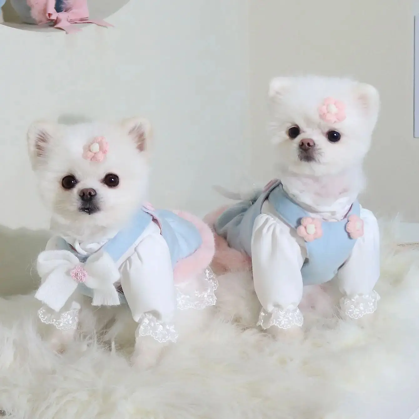 Instagram New Dog Dress Winter Blue Wool Pink Rabbit Fur Hem Bear Ears Halter Dress Dog Skirt Dog Hat Outfit Give Hair Clips