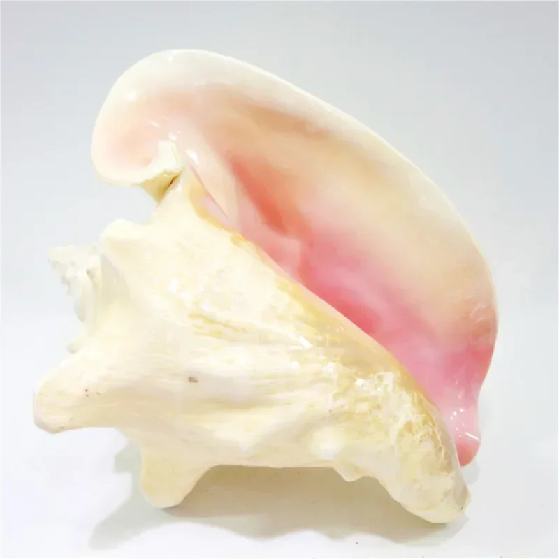 Large Bahama Queen Conch Seashell (Pink) - Bahamas Pink Conch Shell - 18-21CM by Nautical Beach Decor