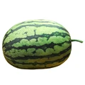 oval watermelon jm
