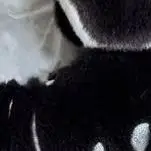 

Милый Хэллоуин, черный череп, собака, плюшевая кукла, мягкие игрушки, брелок, подвеска, сумка, очаровательный рюкзак, подвесные украшения, брелок для девочек, подарки